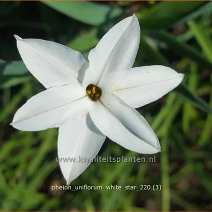 Ipheion uniflorum 'White Star'