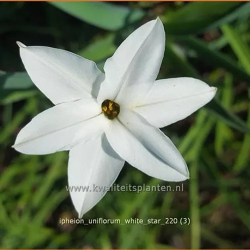 Ipheion uniflorum 'White Star'