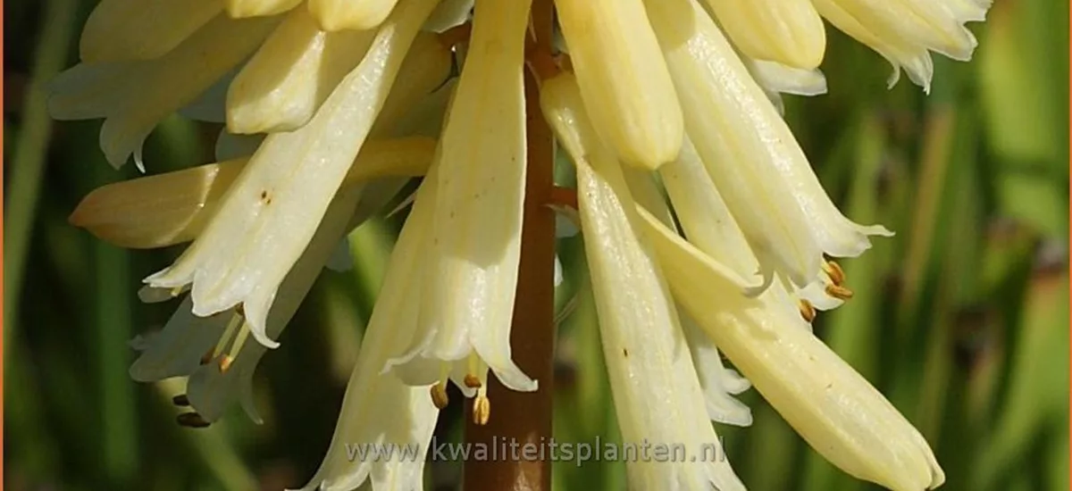 Kniphofia 'Moonstone'