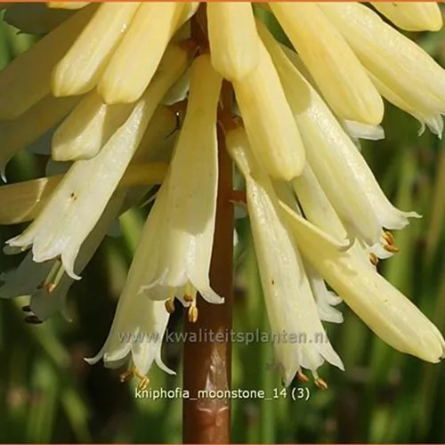 Kniphofia 'Moonstone'