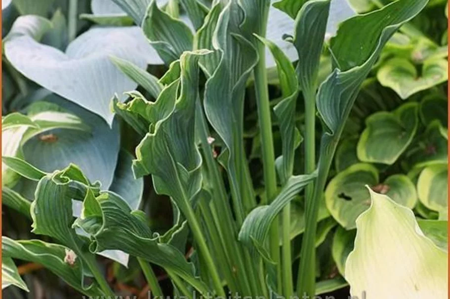 Hosta 'Praying Hands'