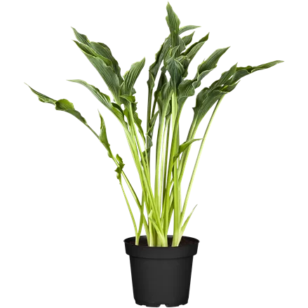 Hosta 'Praying Hands'