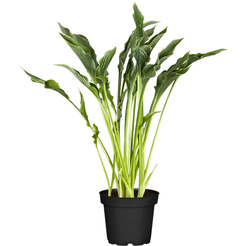 Hosta 'Praying Hands'