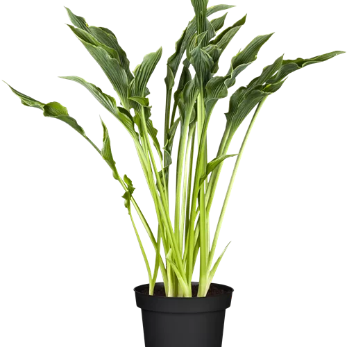 Hosta 'Praying Hands'