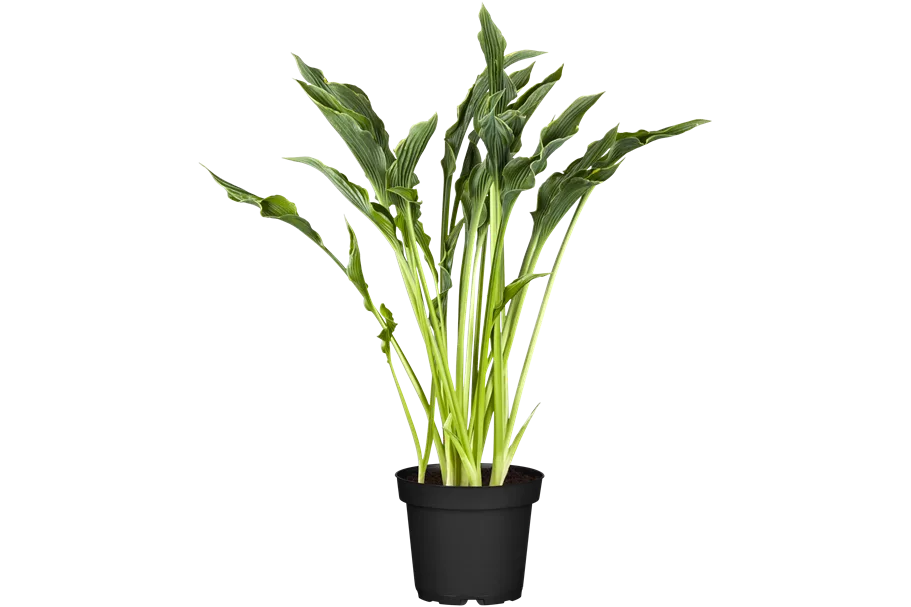 Hosta 'Praying Hands'