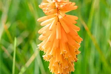 Kniphofia PYROMANIA 'Orange Blaze'