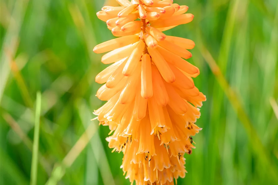 Kniphofia PYROMANIA 'Orange Blaze'