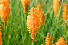 Kniphofia PYROMANIA 'Orange Blaze'
