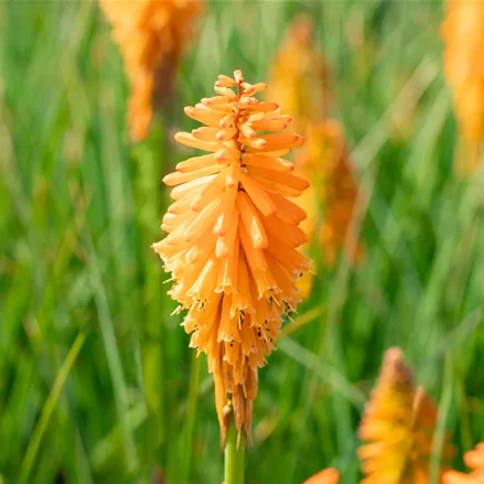 Kniphofia PYROMANIA 'Orange Blaze'