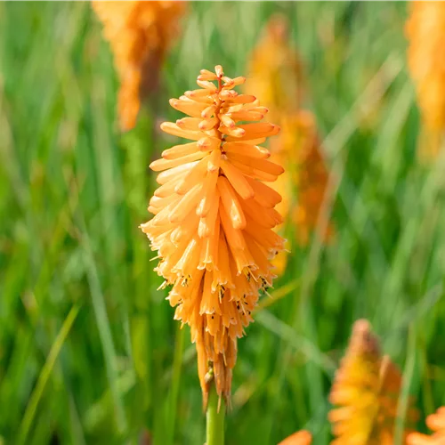 Kniphofia PYROMANIA 'Orange Blaze'