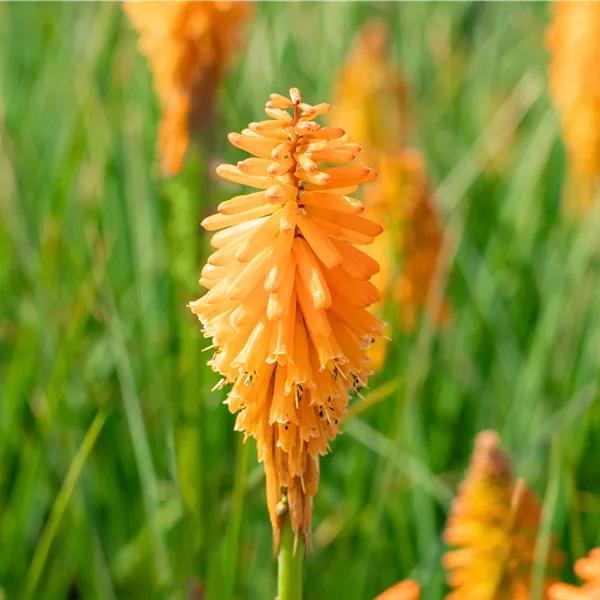 Kniphofia PYROMANIA 'Orange Blaze'