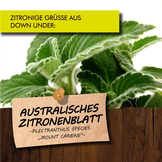 bio dünger für hanfpflanzen Green Home BIO Cannabis Dünger All in One main image 0