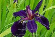 Iris 'Black Gamecock'