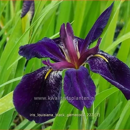 Iris 'Black Gamecock'