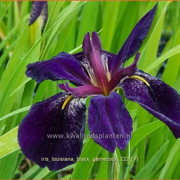 Iris 'Black Gamecock'
