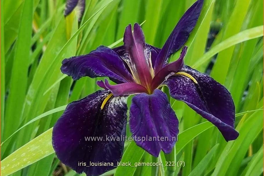 Iris 'Black Gamecock'