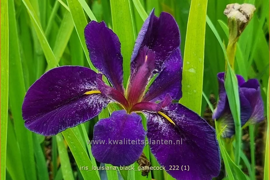 Iris 'Black Gamecock'