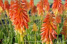 Kniphofia uvaria 'Papaya Popsicle'
