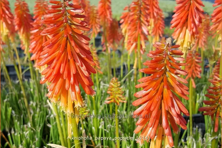 Kniphofia uvaria 'Papaya Popsicle'