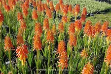 Kniphofia uvaria 'Papaya Popsicle'