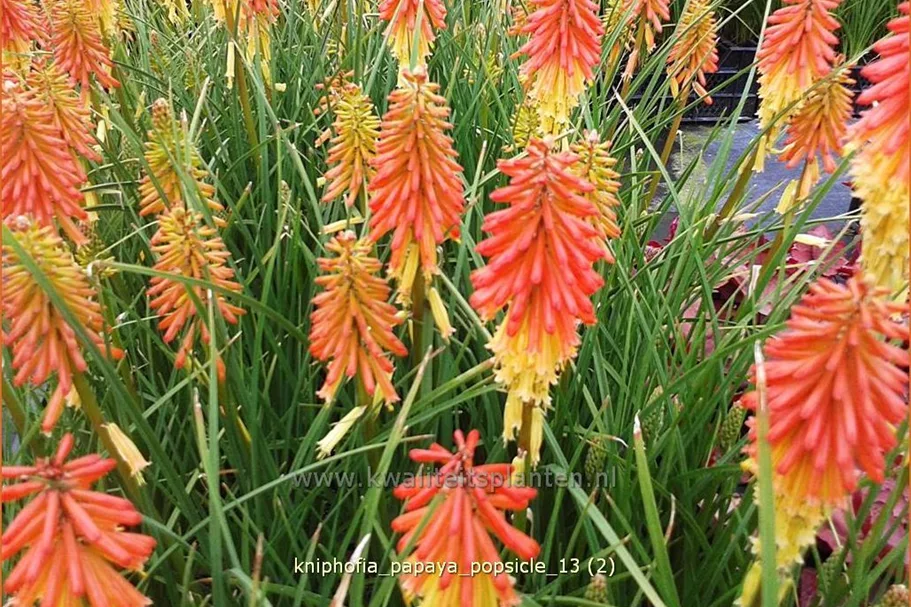 Kniphofia uvaria 'Papaya Popsicle'