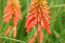 Kniphofia uvaria 'Papaya Popsicle'