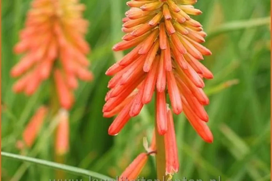 Kniphofia uvaria 'Papaya Popsicle'