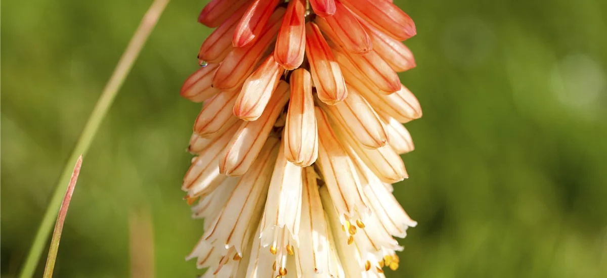 Kniphofia uvaria 'Flamenco'