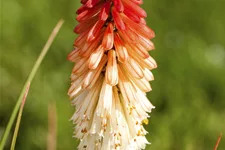 Kniphofia uvaria 'Papaya Popsicle'