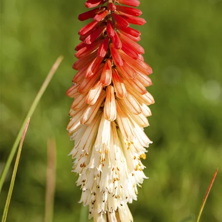 Kniphofia uvaria 'Flamenco'