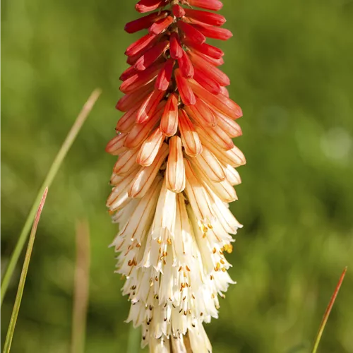 Kniphofia uvaria 'Flamenco'