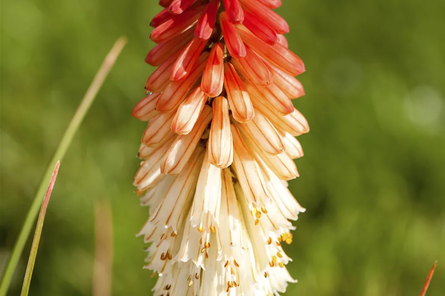 Kniphofia uvaria 'Papaya Popsicle'