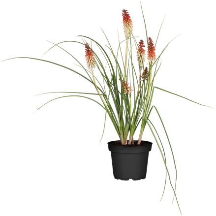 Kniphofia uvaria 'Papaya Popsicle'