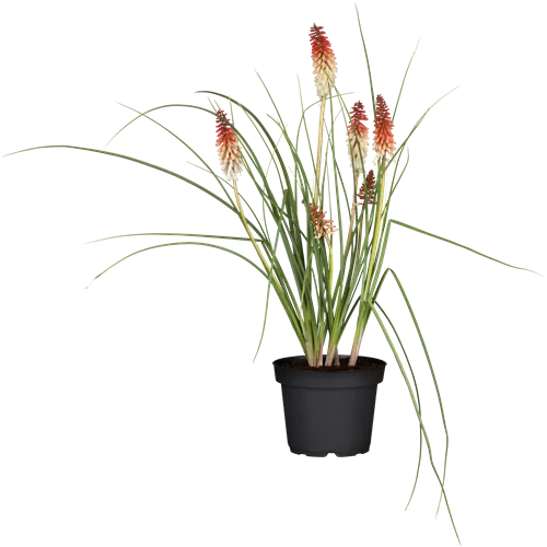 Kniphofia uvaria 'Papaya Popsicle'