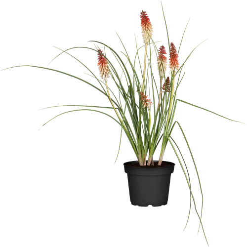 Kniphofia uvaria 'Papaya Popsicle'