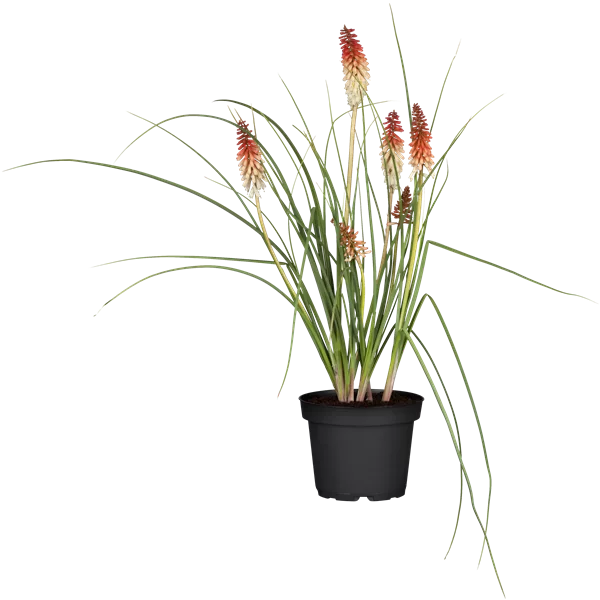 Kniphofia uvaria 'Papaya Popsicle'