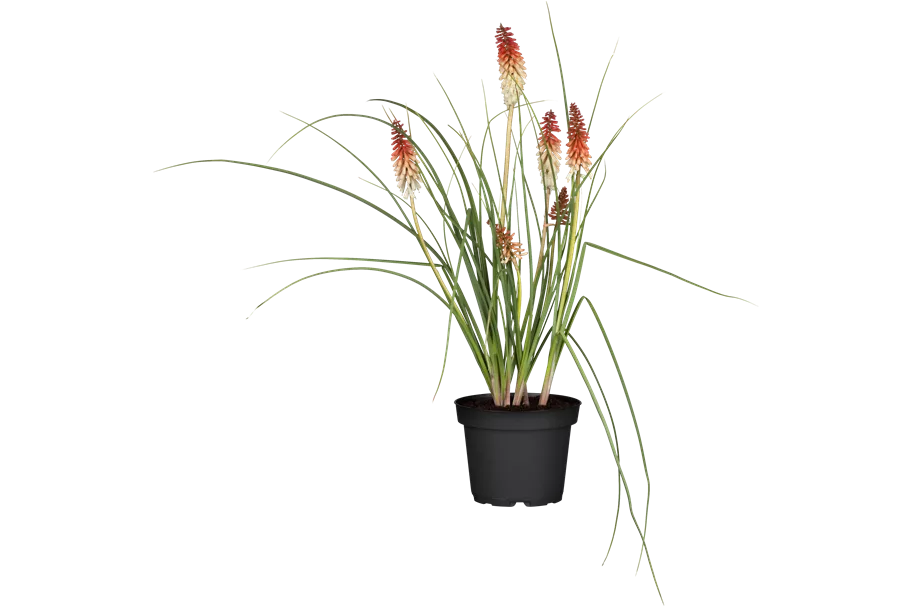 Kniphofia uvaria 'Papaya Popsicle'