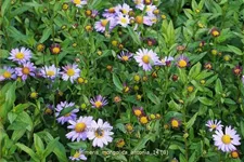 Kalimeris mongolica 'Antonia'