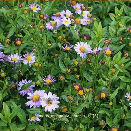 Kalimeris mongolica 'Antonia'