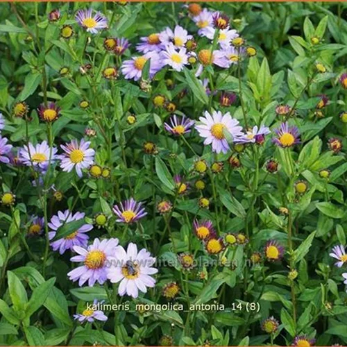 Kalimeris mongolica 'Antonia'