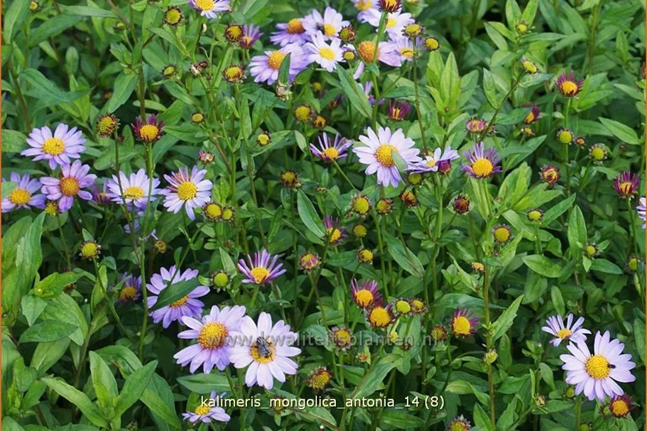 Kalimeris mongolica 'Antonia'