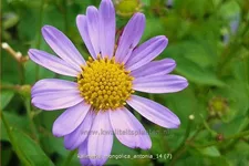 Kalimeris mongolica 'Antonia'