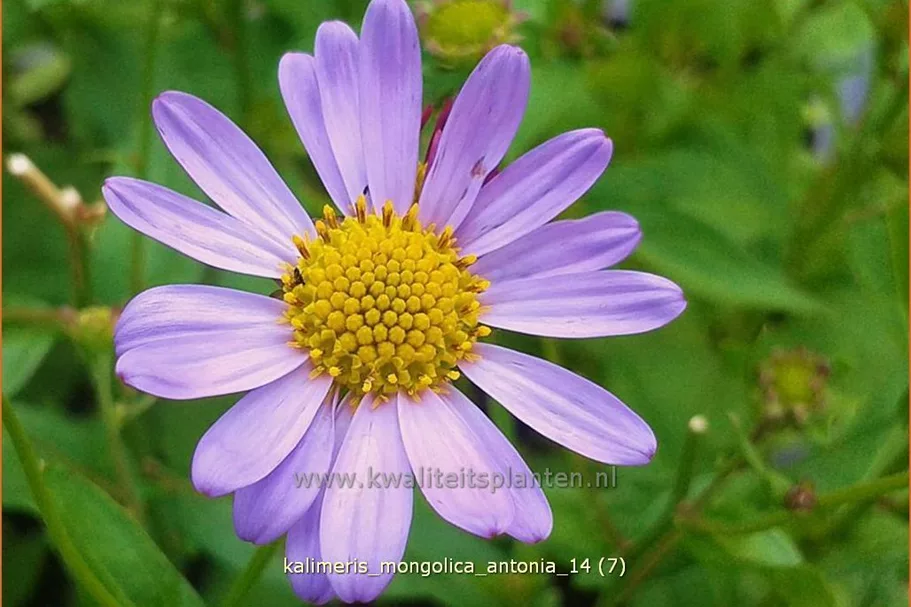 Kalimeris mongolica 'Antonia'