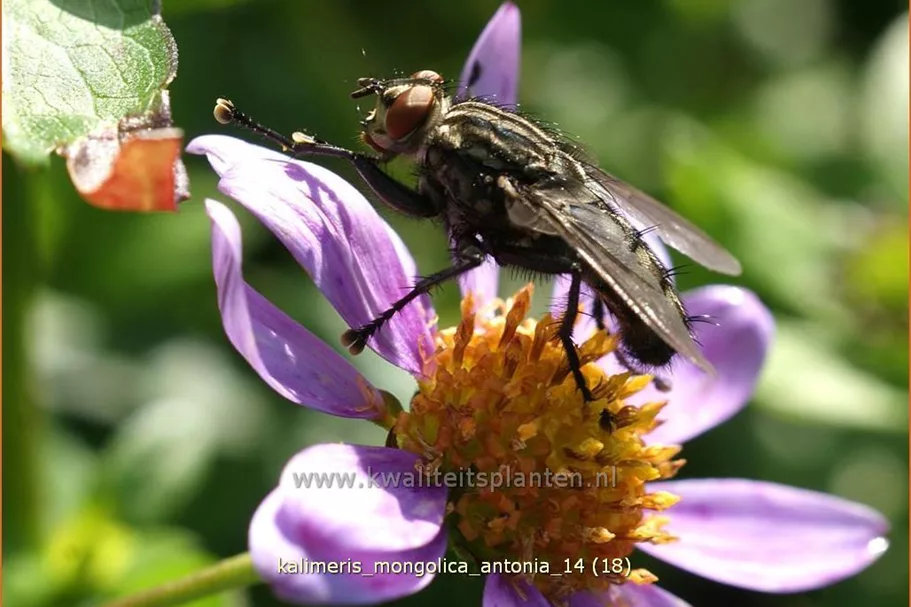 Kalimeris mongolica 'Antonia'
