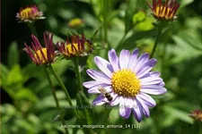 Kalimeris mongolica 'Antonia'