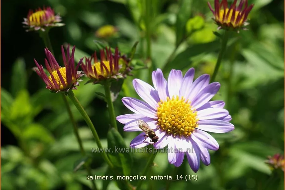 Kalimeris mongolica 'Antonia'