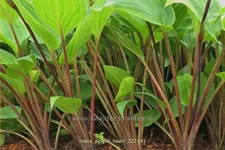 Hosta 'Purple Heart'