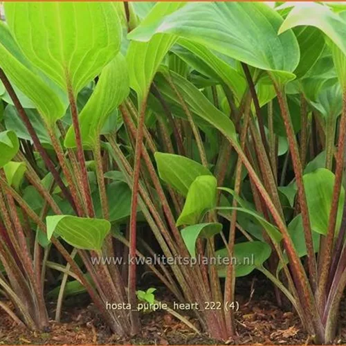 Hosta 'Purple Heart'