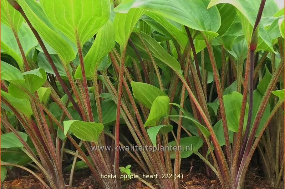 Hosta 'Purple Heart'
