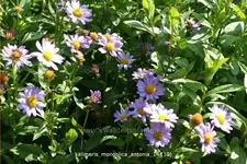 Kalimeris mongolica 'Antonia'